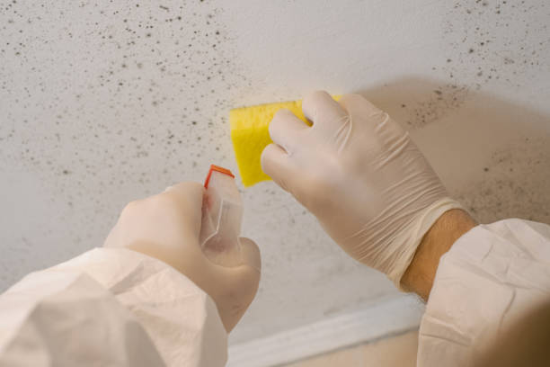 Best Forensic Mold Investigation  in Haslet, TX